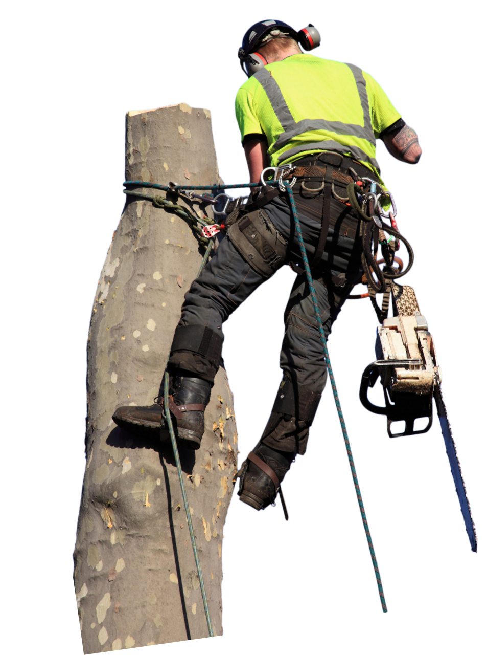 Cutout of Climbing-Spur tree climber cutting down tree