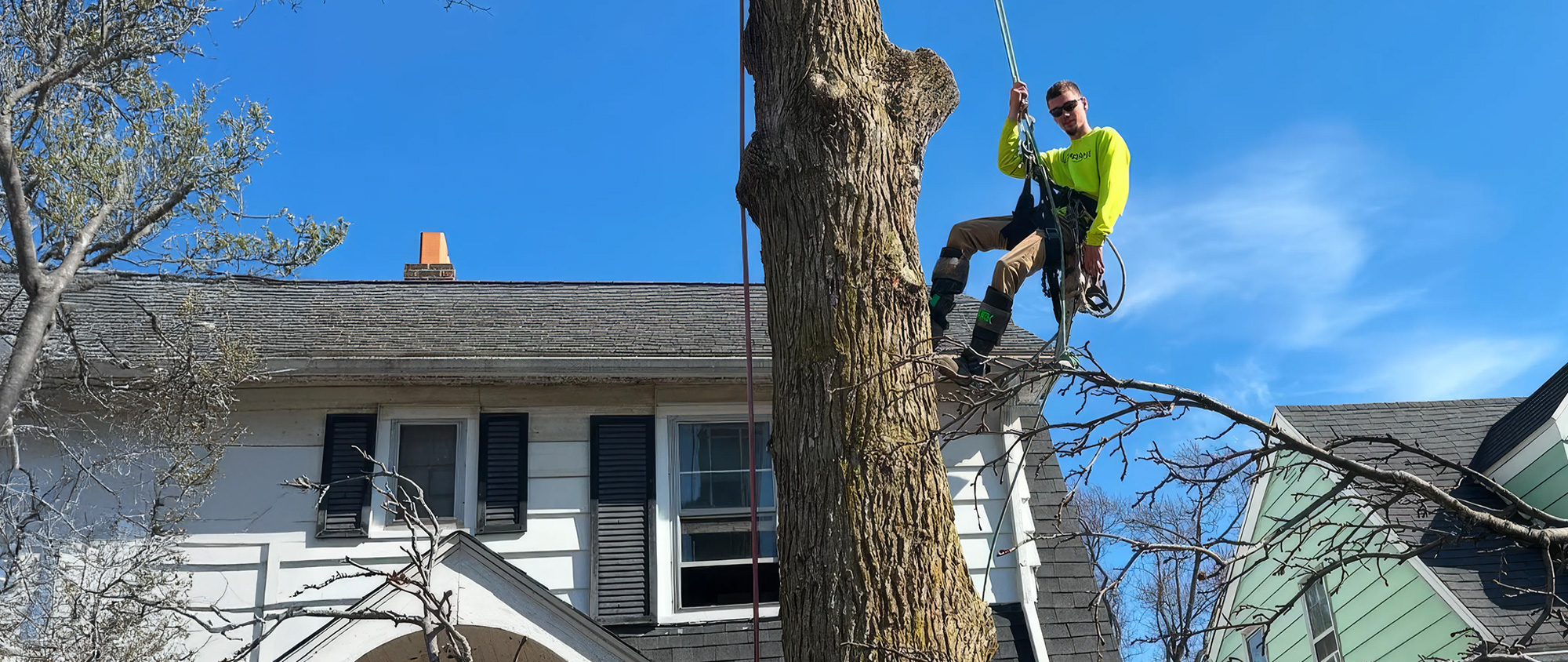 Climbing-Spur employee strapped in on a tree being removed