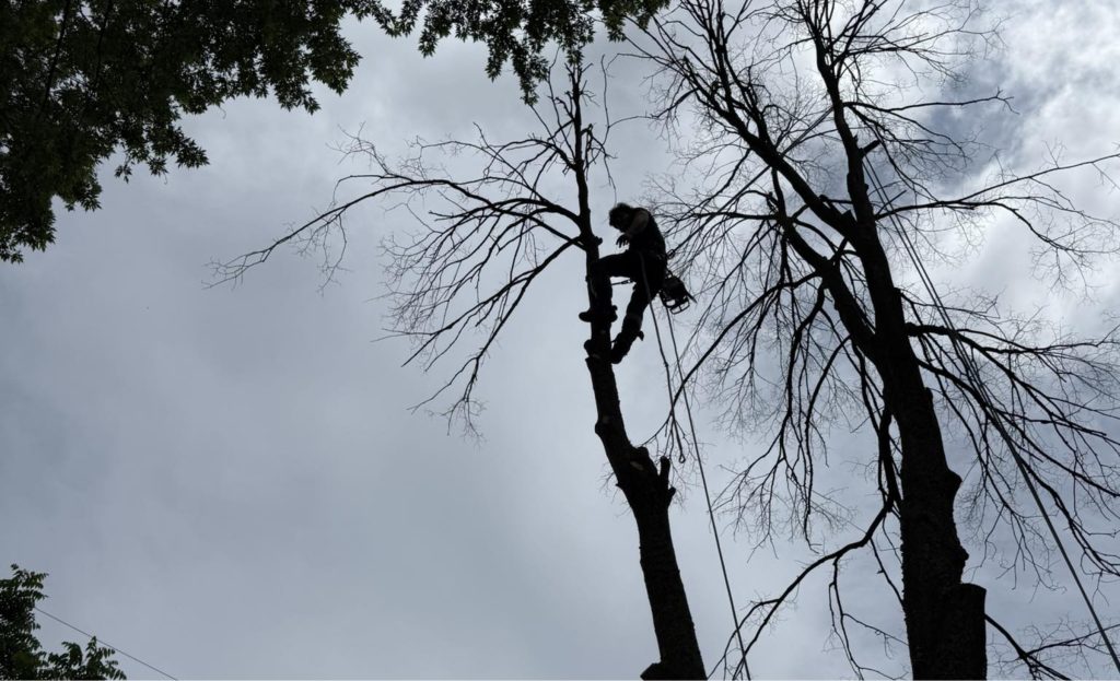 Employee in a tree that is being cut down